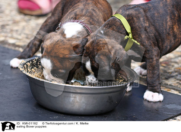 fressende Boxer Welpen / eating Boxer puppies / KMI-01182