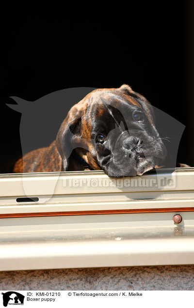 Deutscher Boxer Welpe / Boxer puppy / KMI-01210