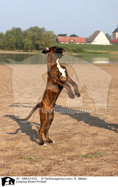 springender Boxer Portrait / jumping Boxer Portrait / KMI-01233