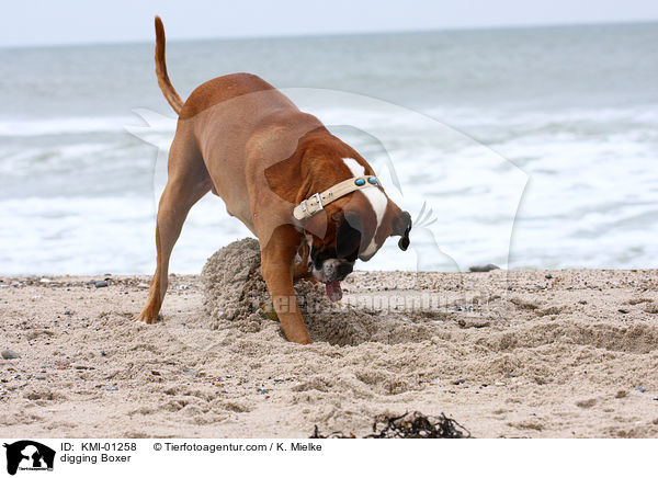 buddelnder Deutscher Boxer / digging Boxer / KMI-01258