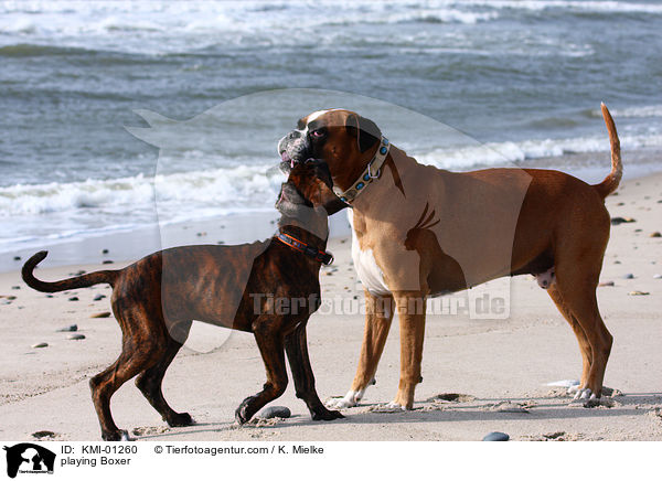 playing Boxer / KMI-01260