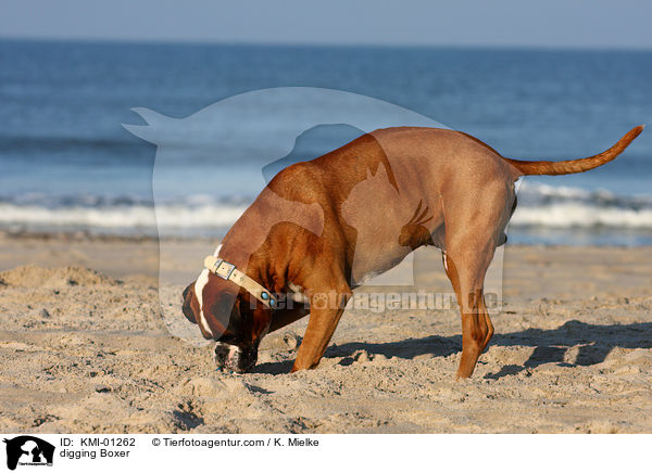 buddelnder Deutscher Boxer / digging Boxer / KMI-01262
