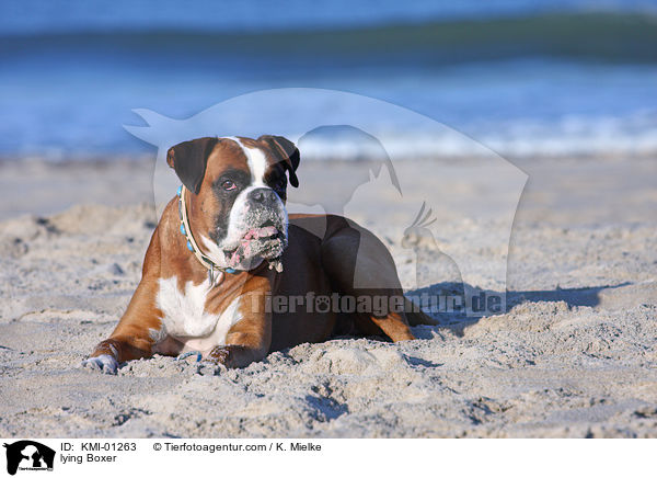 liegender Deutscher Boxer / lying Boxer / KMI-01263