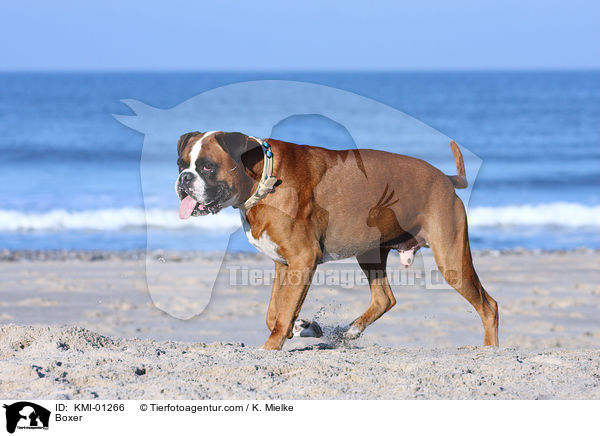 Deutscher Boxer / Boxer / KMI-01266