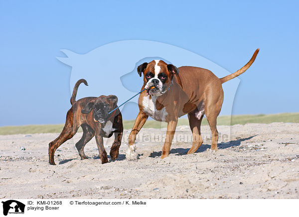 playing Boxer / KMI-01268