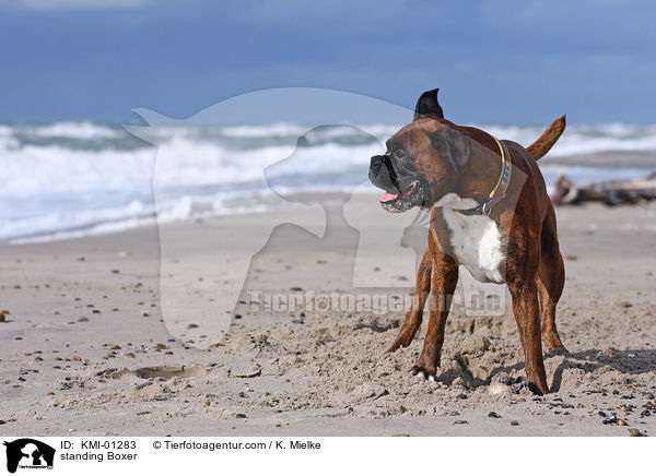 stehender Deutscher Boxer / standing Boxer / KMI-01283