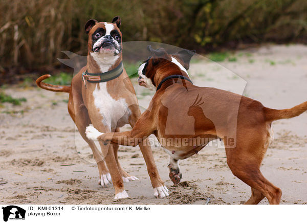 playing Boxer / KMI-01314