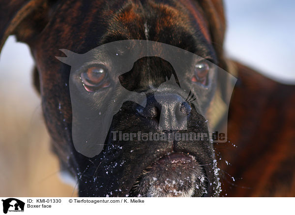 Boxer face / KMI-01330