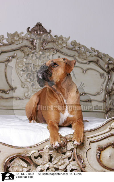 Deutscher Boxer auf Bett / Boxer at bed / KL-01035