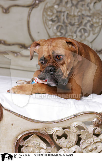 Boxer / Boxer / KL-01037