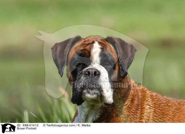 Boxer Portrait / Boxer Portrait / KMI-01412