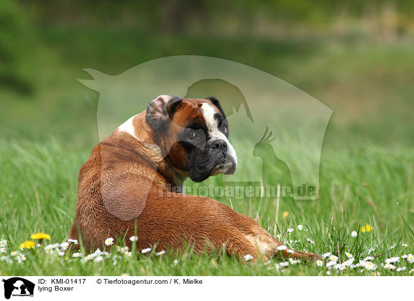 liegender Boxer / lying Boxer / KMI-01417