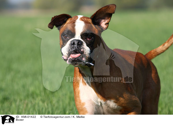 Boxer / Boxer / KMI-01422