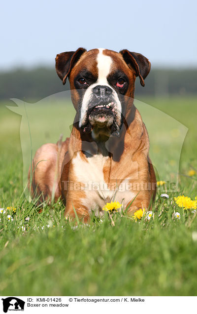 Boxer auf Wiese / Boxer on meadow / KMI-01426
