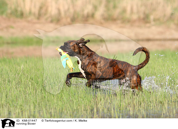 rennender Boxer / running Boxer / KMI-01447