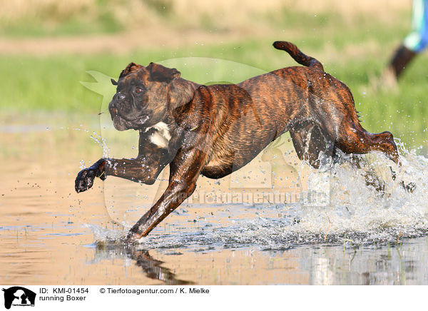 rennender Boxer / running Boxer / KMI-01454