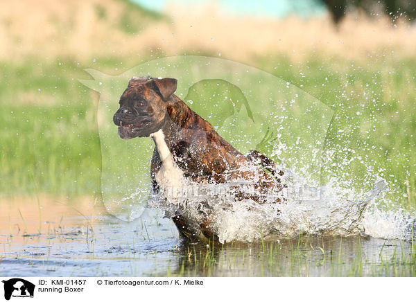 rennender Boxer / running Boxer / KMI-01457
