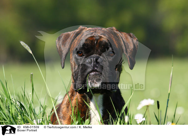 Boxer Portrait / Boxer Portrait / KMI-01509