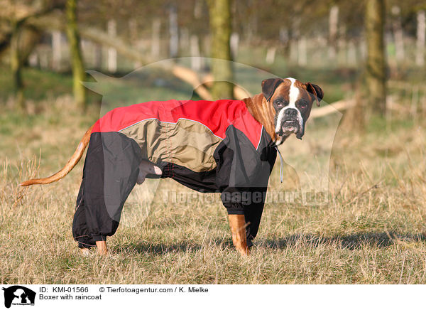 Boxer im Regenmantel / Boxer with raincoat / KMI-01566