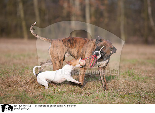 playing dogs / KF-01412