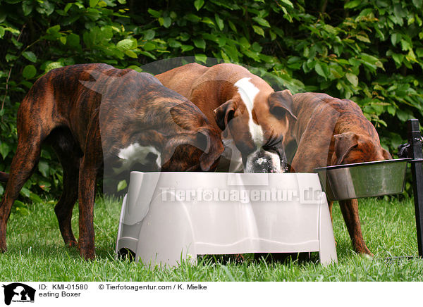 fressende Boxer / eating Boxer / KMI-01580