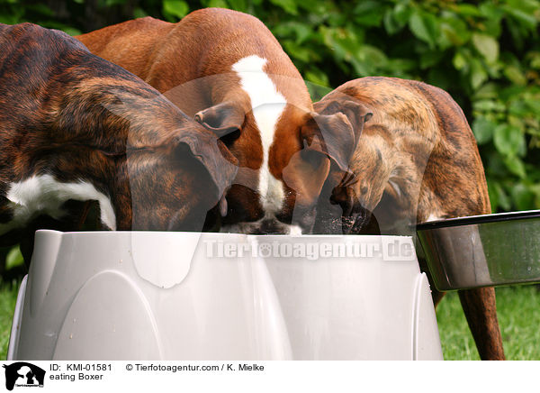 fressende Boxer / eating Boxer / KMI-01581