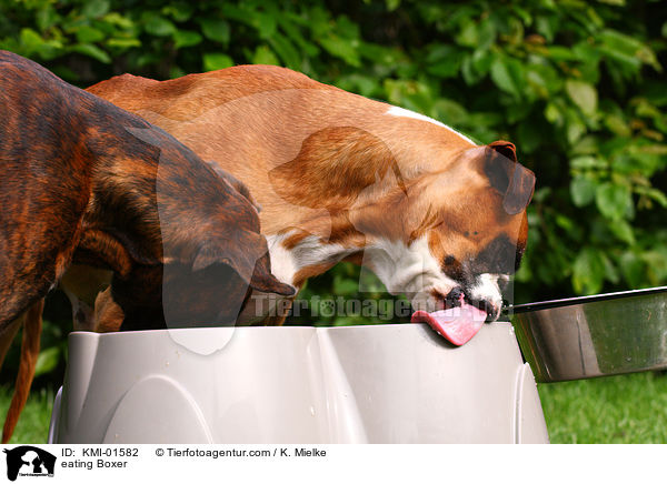 fressende Boxer / eating Boxer / KMI-01582