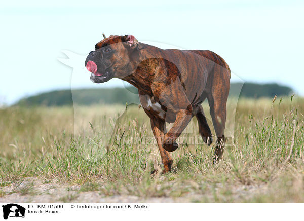 female Boxer / KMI-01590