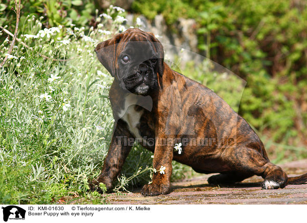 Boxer Welpe mit Augenverletzung / Boxer Puppy with eye injury / KMI-01630