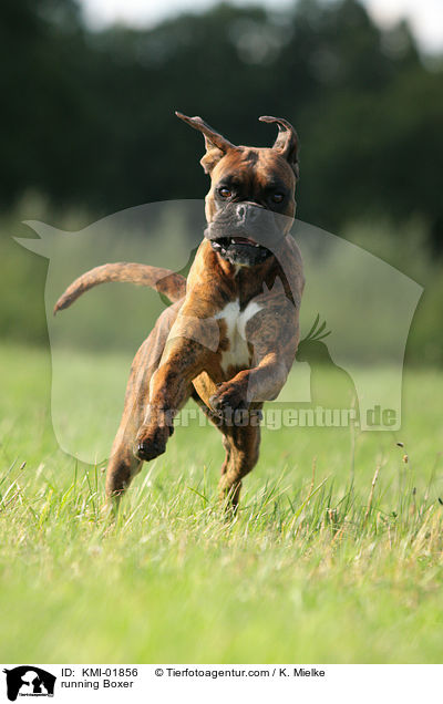 running Boxer / KMI-01856