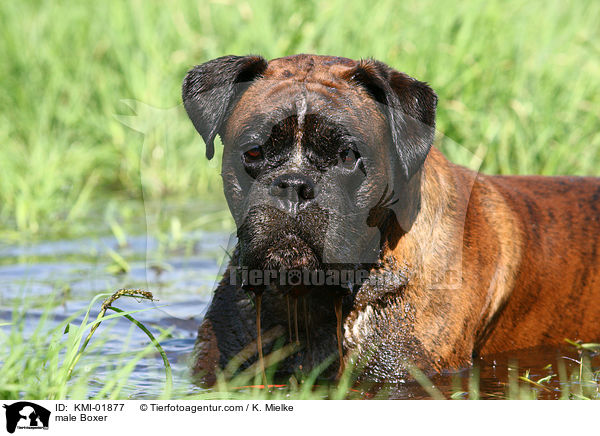 Boxer Rde / male Boxer / KMI-01877