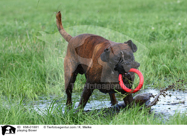 spielender Boxer / playing Boxer / KMI-01881