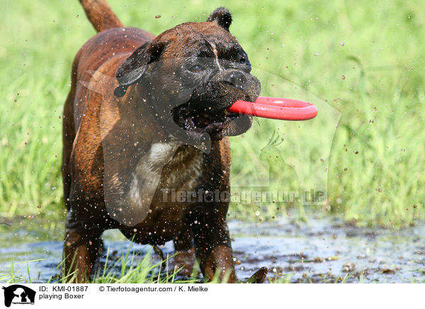 spielender Boxer / playing Boxer / KMI-01887