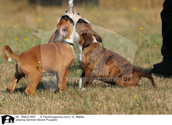 playing German Boxer Puppies / KMI-01987