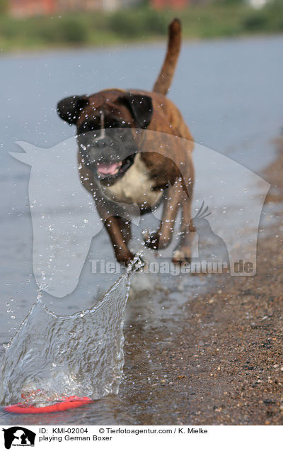 spielender Deutscher Boxer / playing German Boxer / KMI-02004