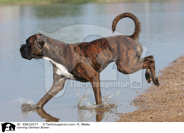 rennender Deutscher Boxer / running German Boxer / KMI-02017