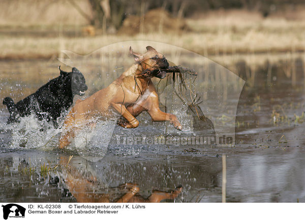 German Boxer and Labrador Retriever / KL-02308
