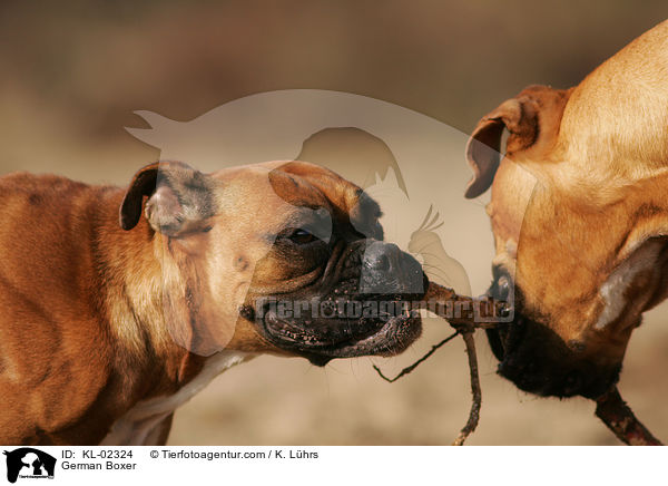 German Boxer / KL-02324