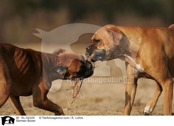 German Boxer / KL-02325