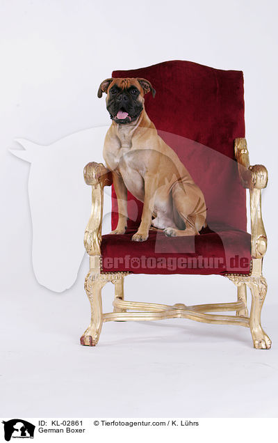 Deutscher Boxer / German Boxer / KL-02861