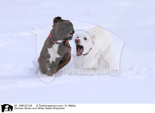 German Boxer and White Swiss Shepherd / KMI-02126