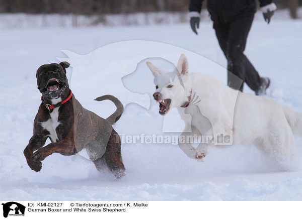 German Boxer and White Swiss Shepherd / KMI-02127