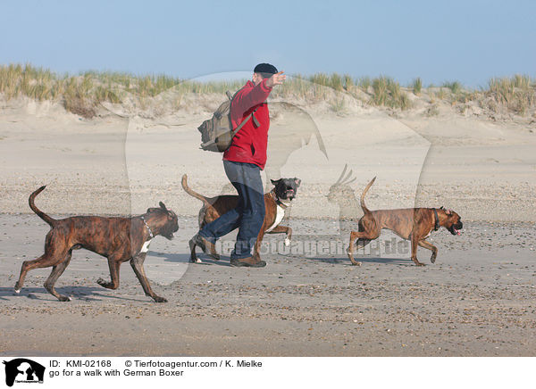 go for a walk with German Boxer / KMI-02168