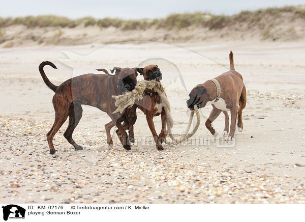playing German Boxer / KMI-02176