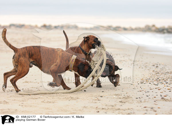 playing German Boxer / KMI-02177