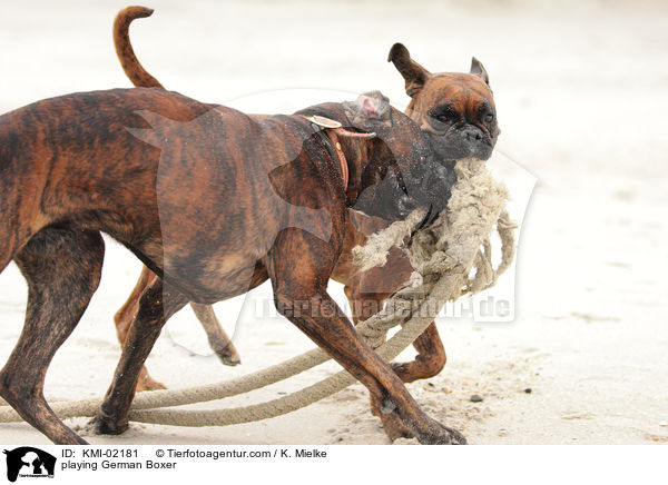 playing German Boxer / KMI-02181