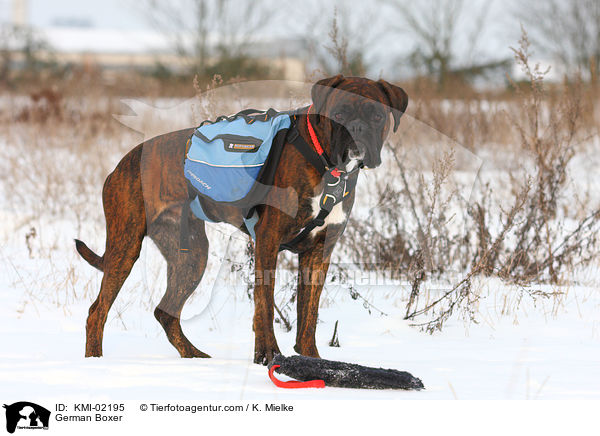 Deutscher Boxer / German Boxer / KMI-02195