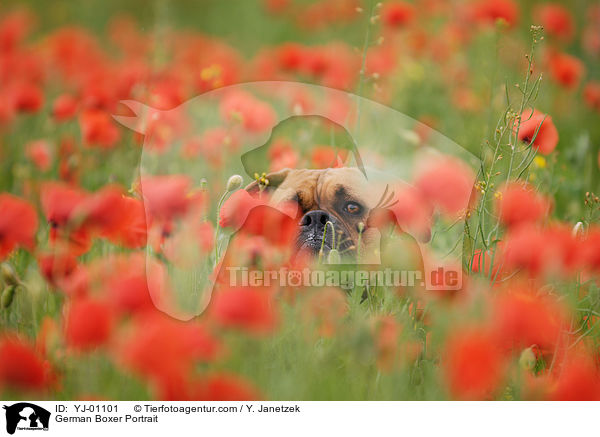 Deutscher Boxer Portrait / German Boxer Portrait / YJ-01101