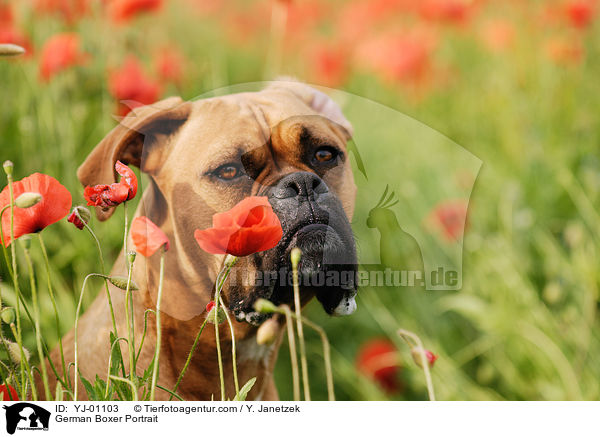 Deutscher Boxer Portrait / German Boxer Portrait / YJ-01103