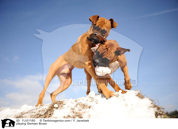 spielende Deutsche Boxer / playing German Boxer / YJ-01160